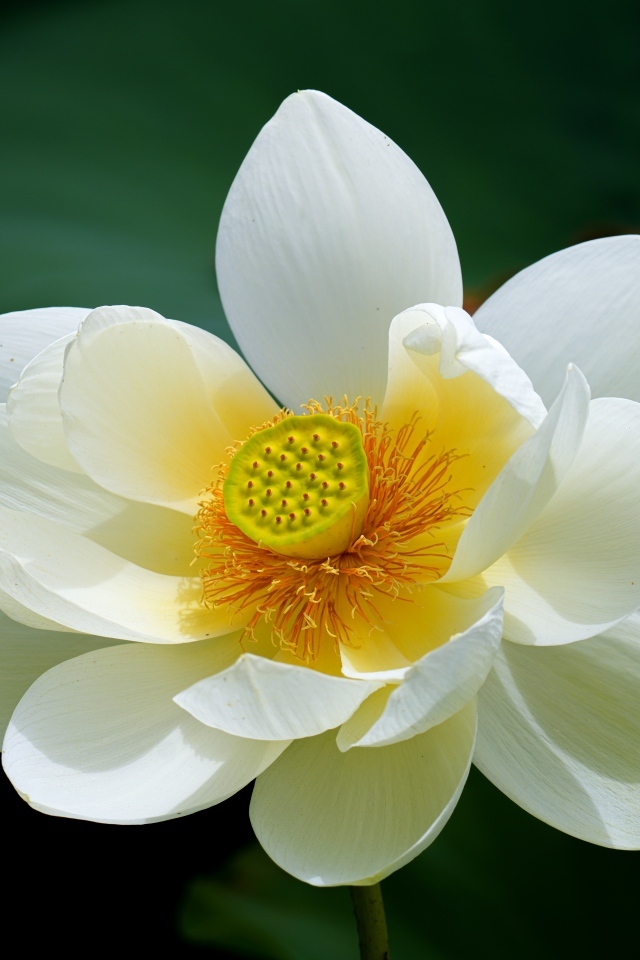 Белый цветок лотоса с желтой серединкой крупным планом