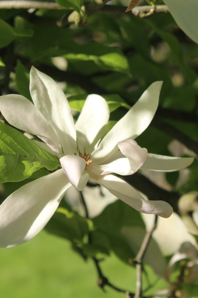 Белый цветок магнолии в зеленых листьях