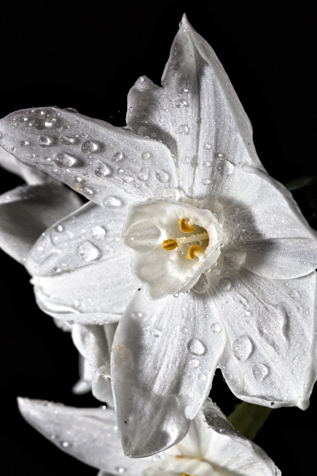 Белый цветок нарцисса в каплях росы