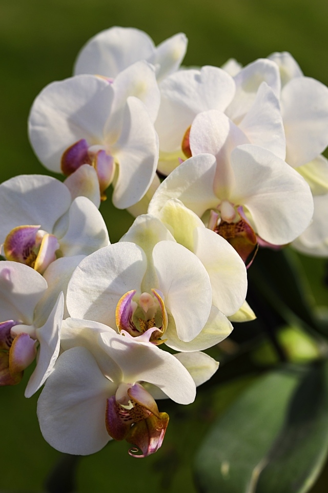 Белые цветы орхидеи в лучах солнца