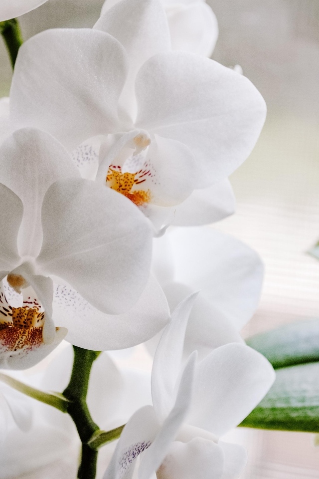 Белые цветы орхидеи с большими зелеными листьями