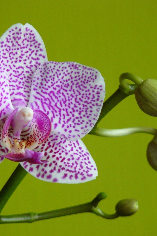 Белая в сиреневую крапинку орхидея с бутонами