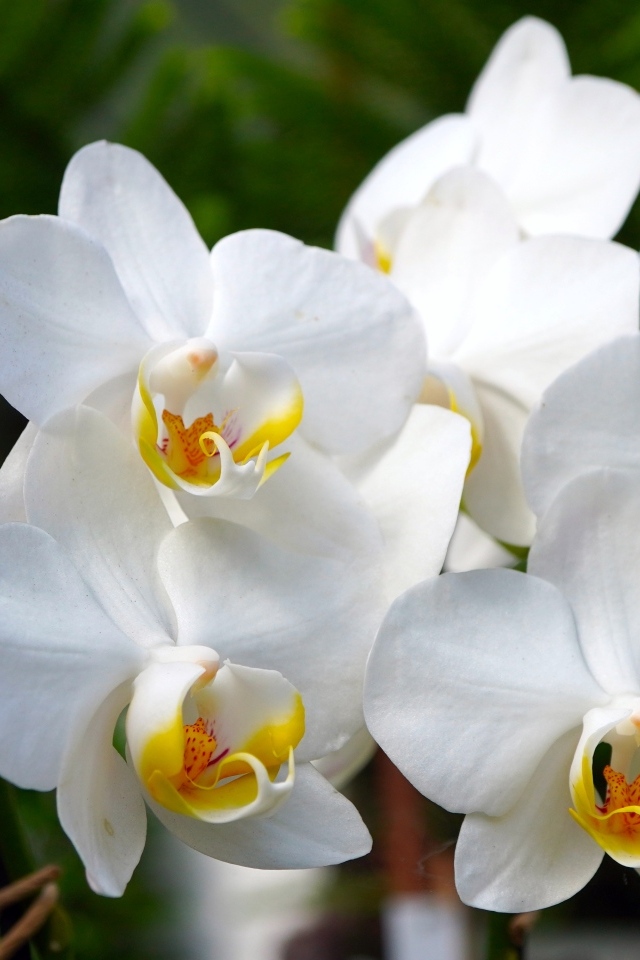 Белые орхидеи крупным планом 