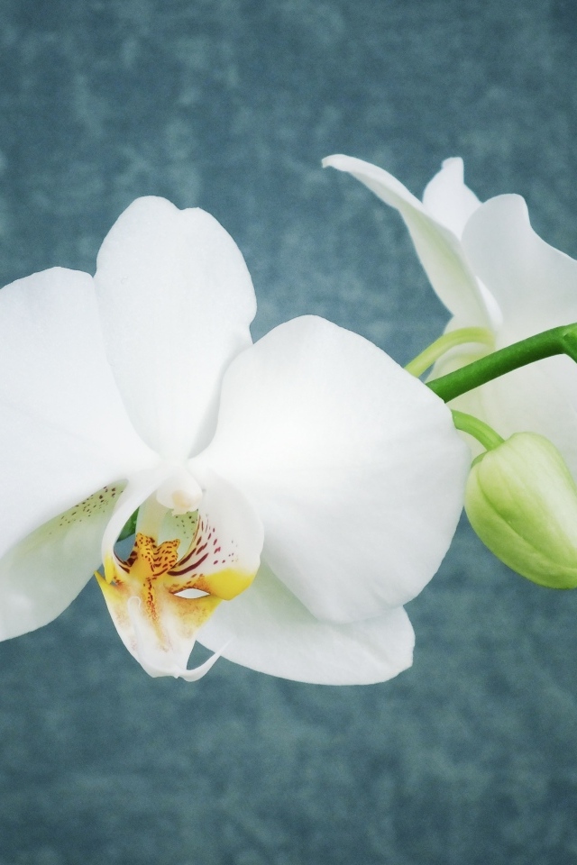 Белые орхидеи с бутонами на фоне серой стены