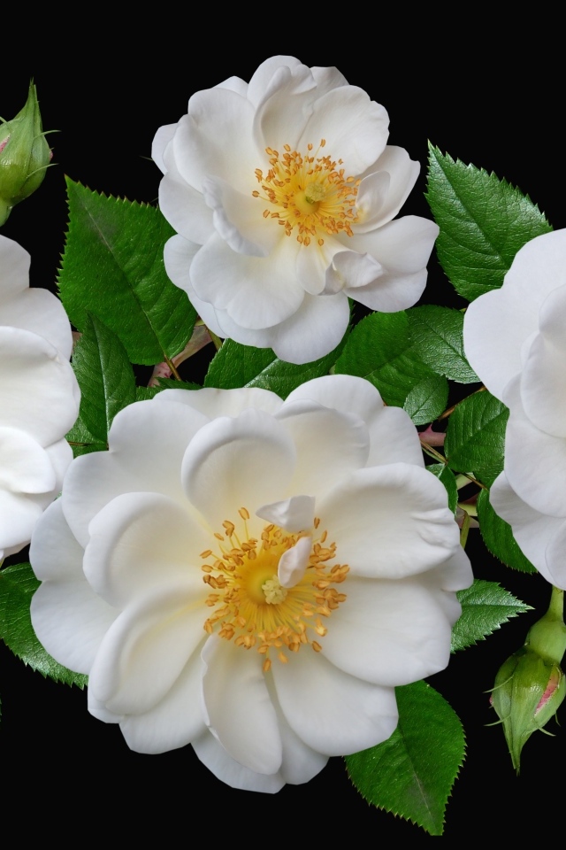 Белые парковые розы с бутонами на черном фоне