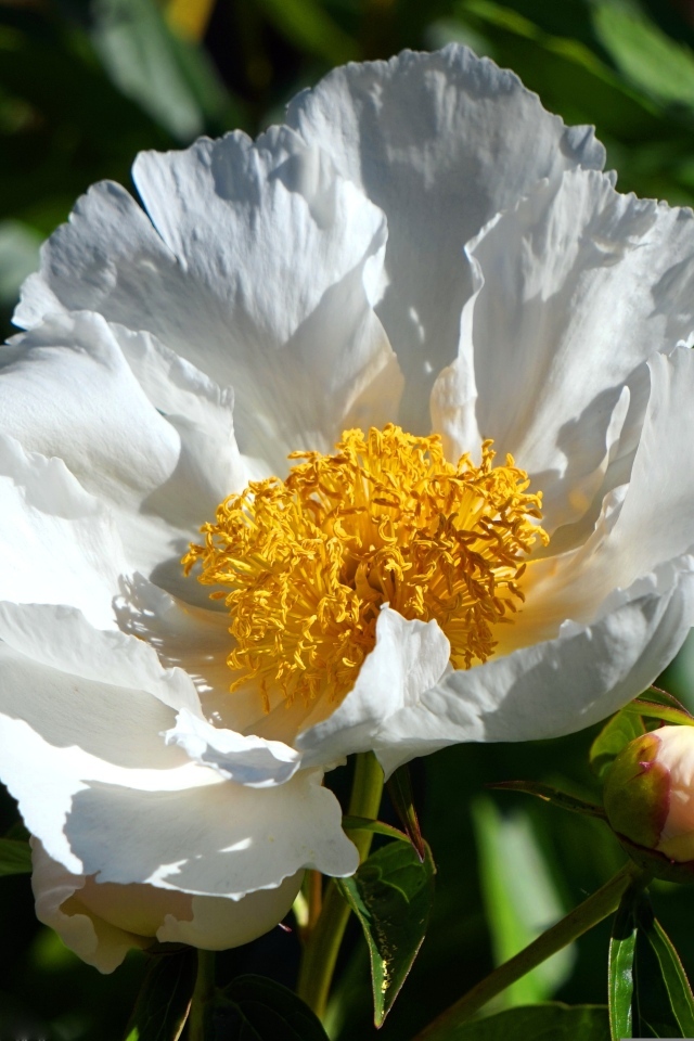 Белый пион с бутоном крупным планом