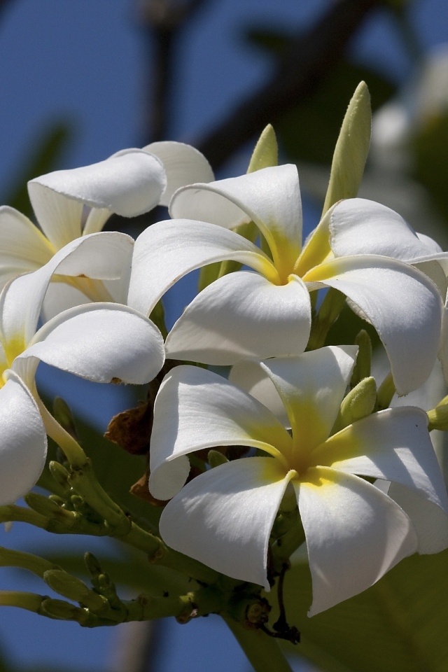 Белые цветы плюмерии в лучах солнца