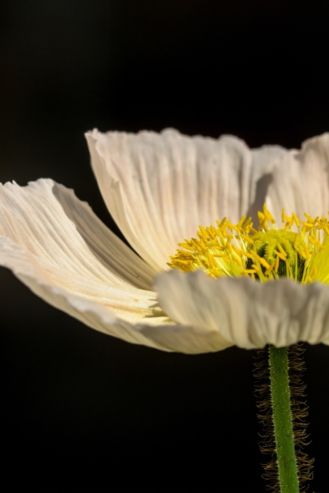 Белый цветок мака крупным планом