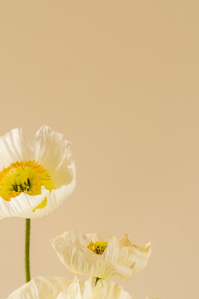 Белые цветы мака на бежевом фоне