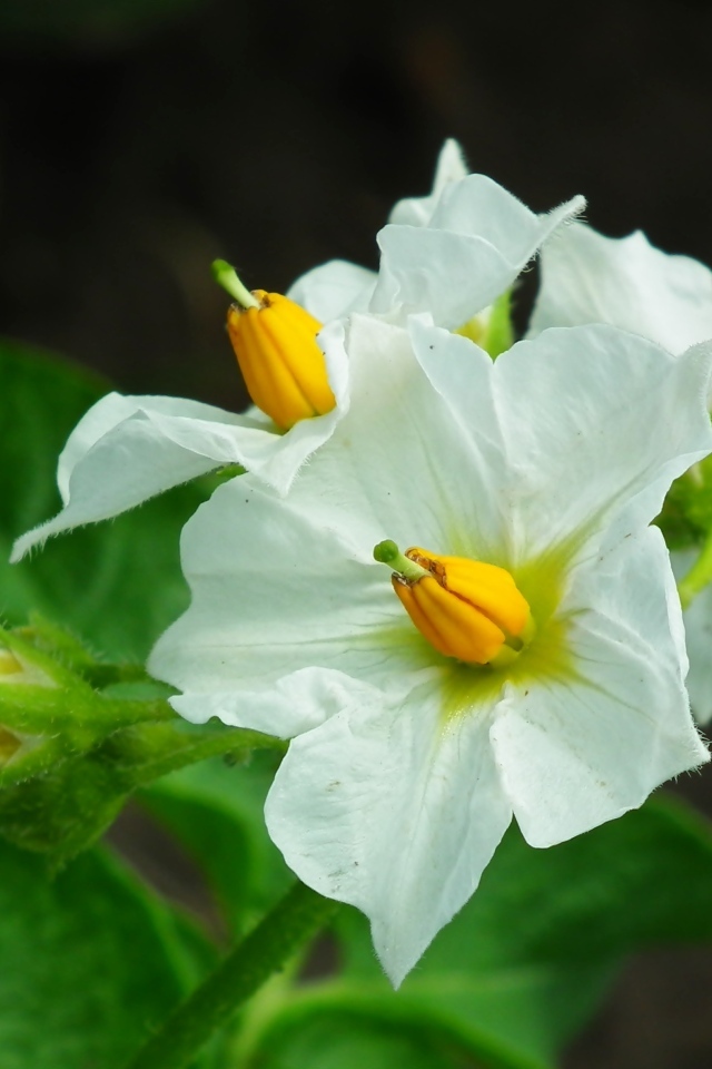 Белые цветы картофеля крупным планом