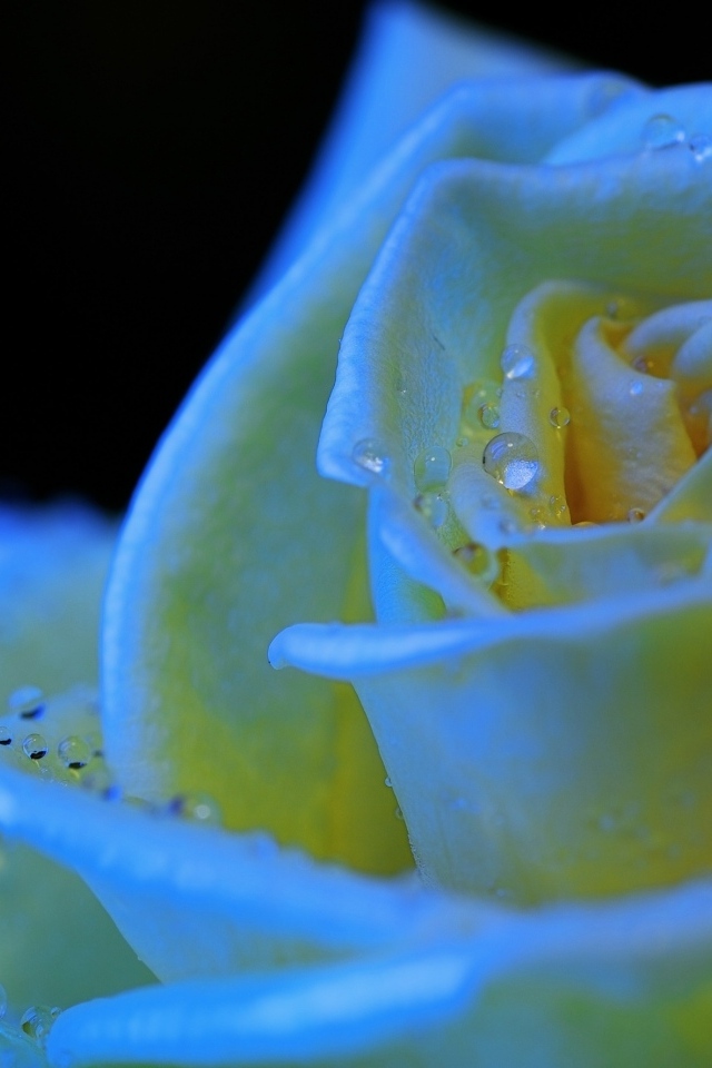 Белый бутон розы в каплях росы