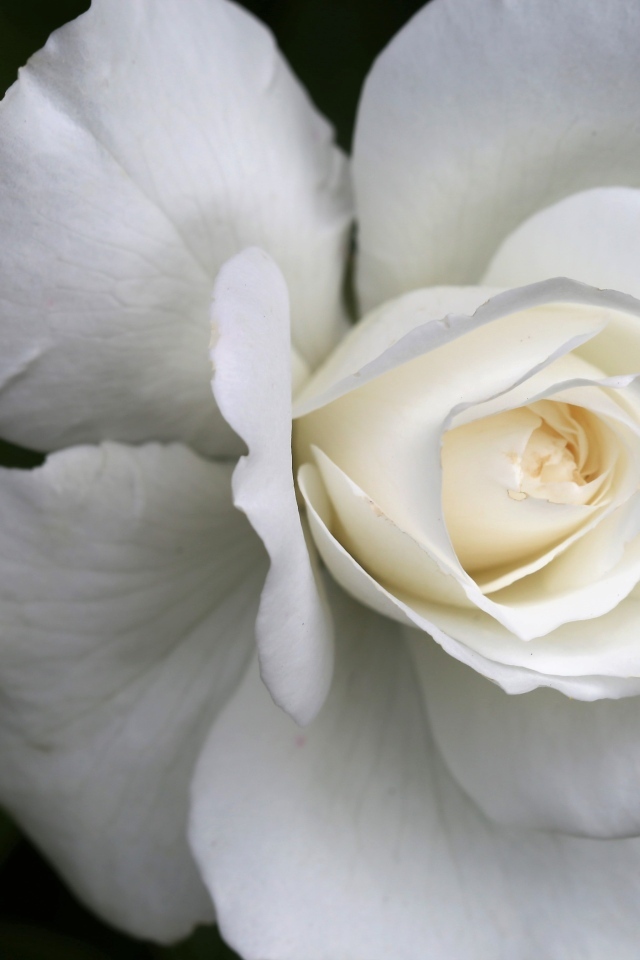 Цветок белой розы вблизи