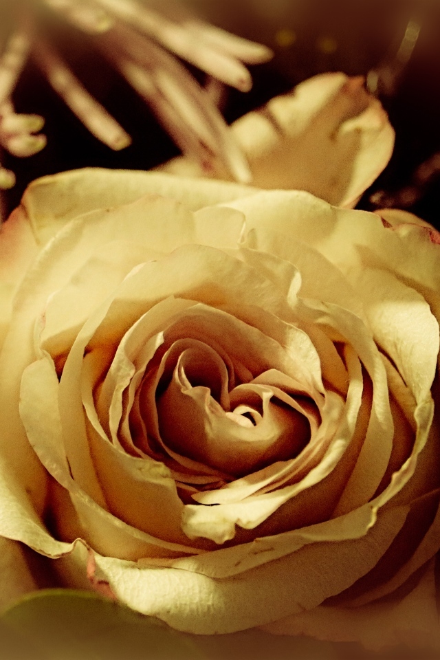 Белый цветок розы в букете вблизи