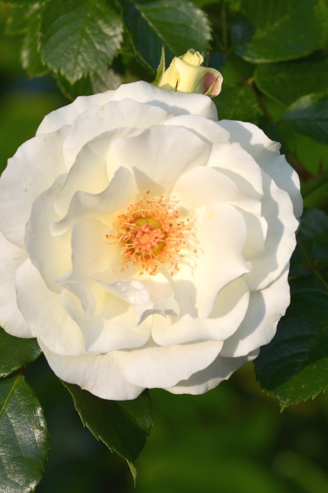 Белая роза в зеленых листьях на клумбе