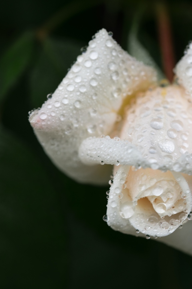 Белая роза в каплях воды крупным планом