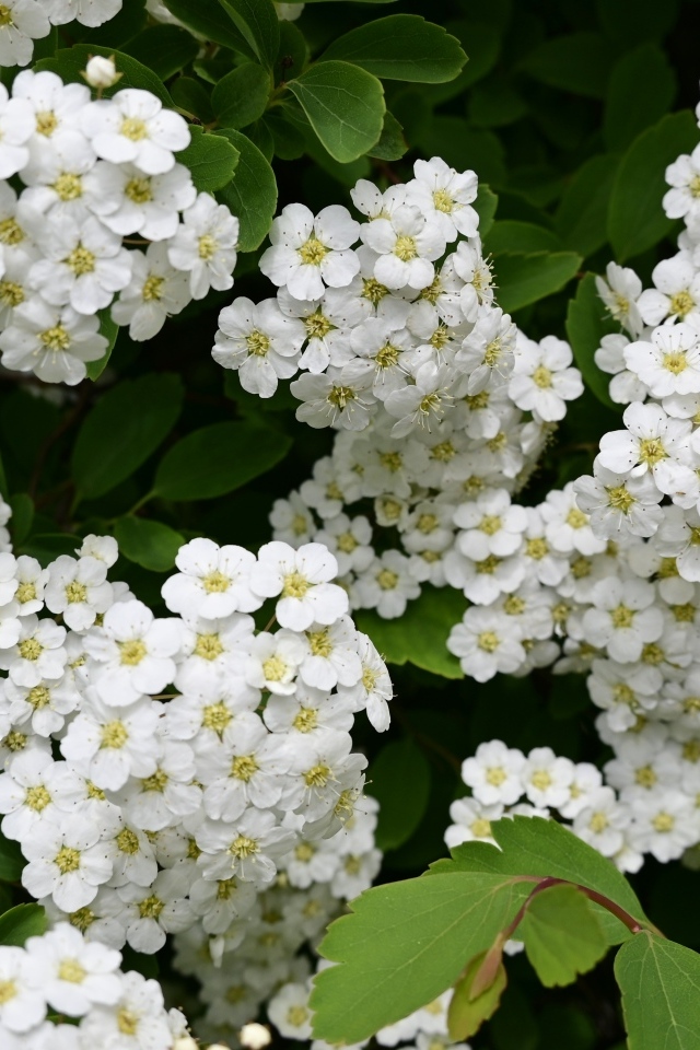 Белые цветы рябины крупным планом