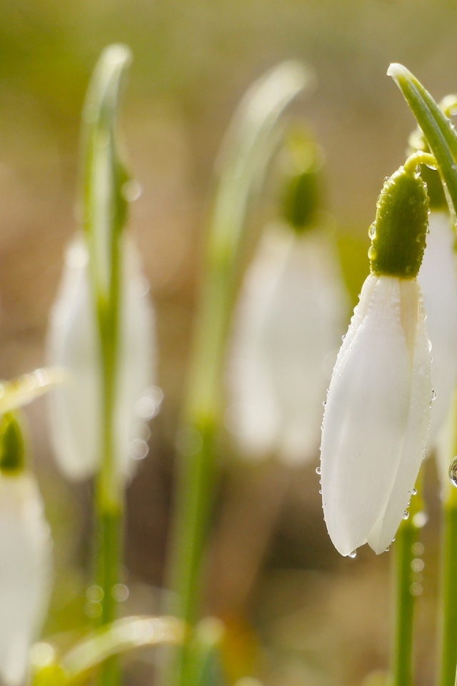 Белые цветы подснежника в каплях росы