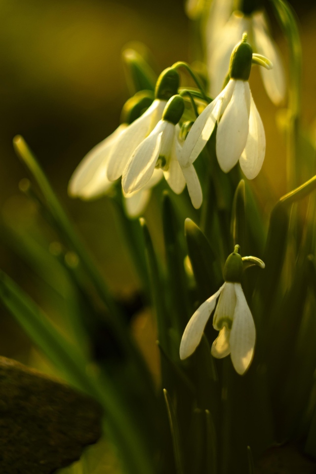 Белые цветы подснежника в лучах весеннего солнца