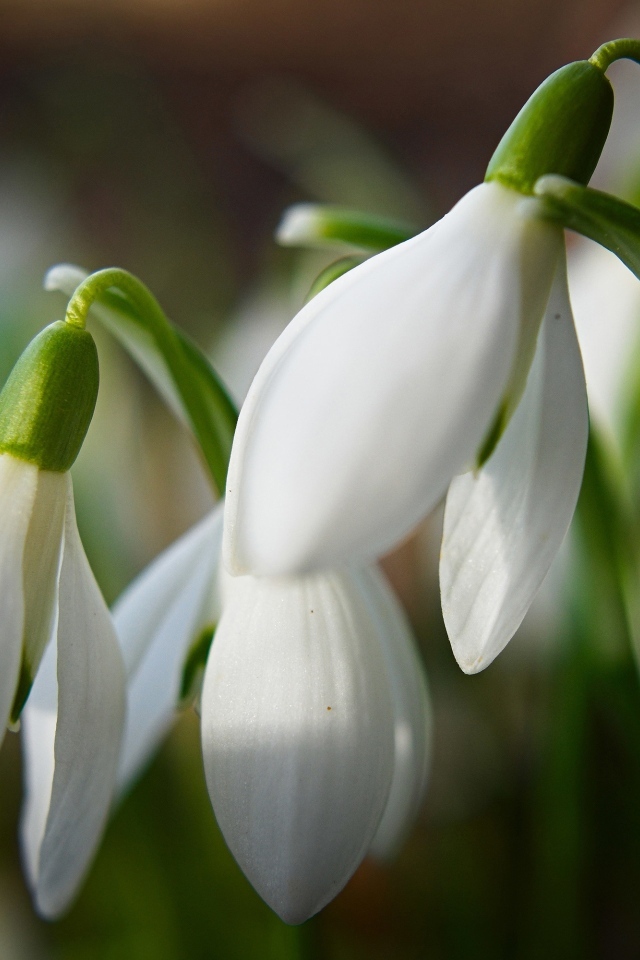 Белые подснежники крупным планом