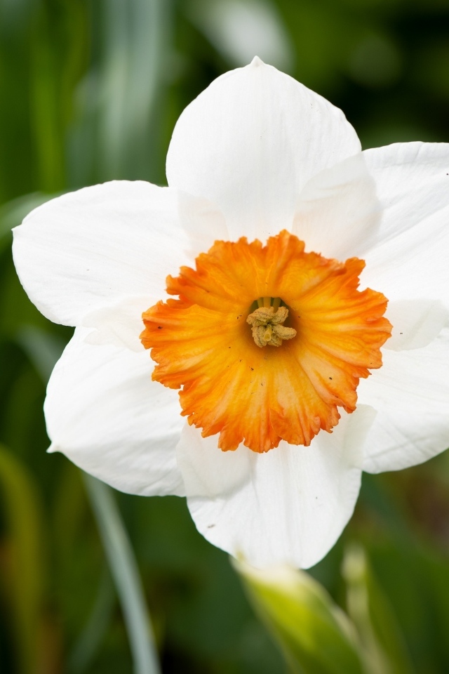 Белый весенний нарцисс крупным планом