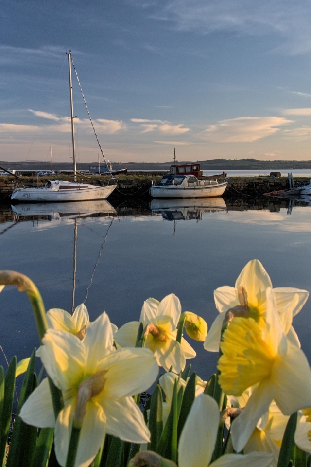 Белые весенние нарциссы растут у воды