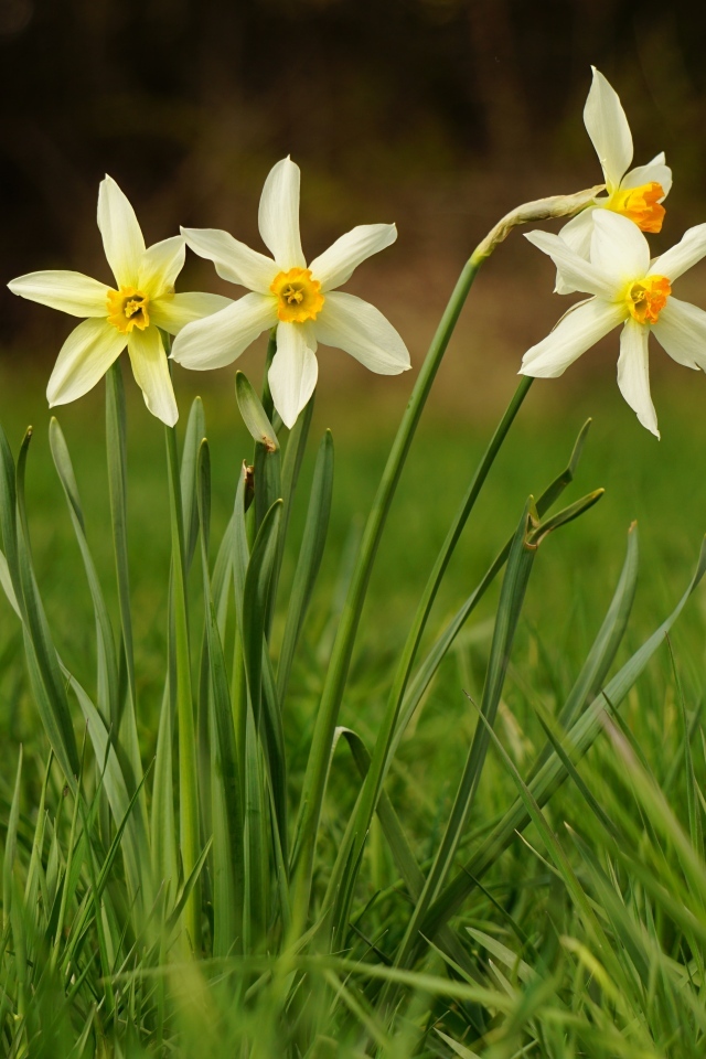 Белые весенние нарциссы в зеленой траве