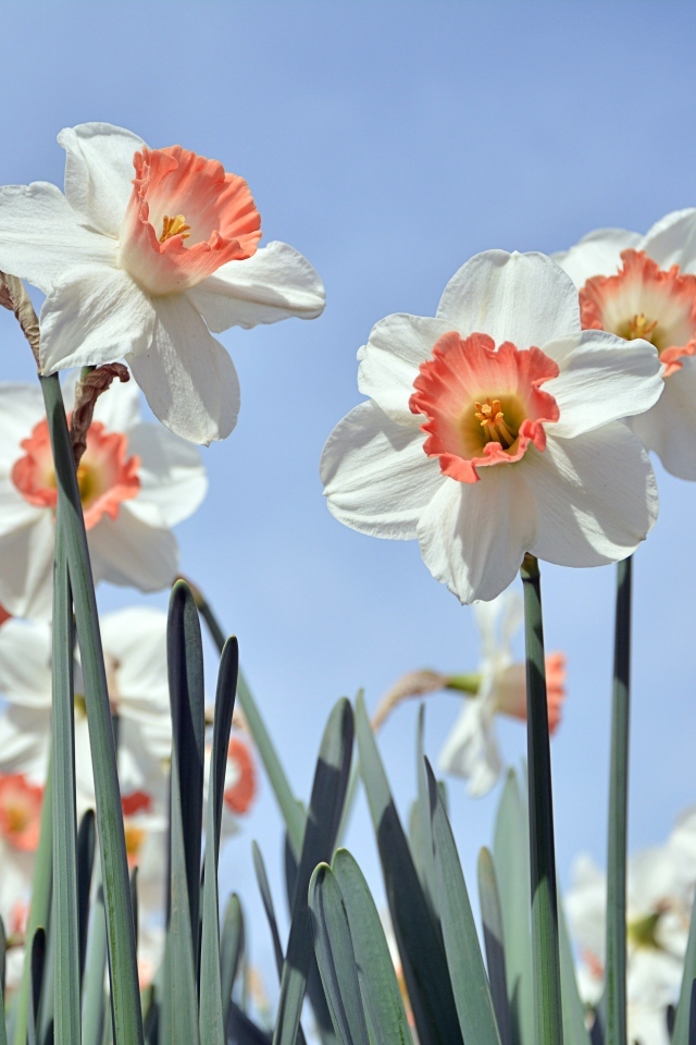 Белые весенние нарциссы на голубом фоне