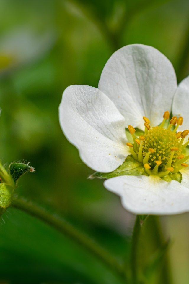Белый цветок клубники с зеленой ягодой
