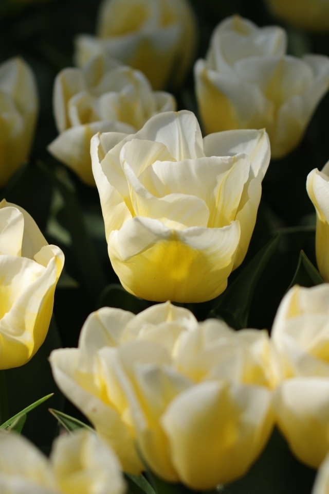 Белые тюльпаны на клумбе в лучах солнца