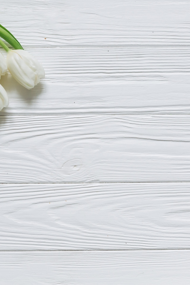 Белые тюльпаны в углу на белом деревянном фоне