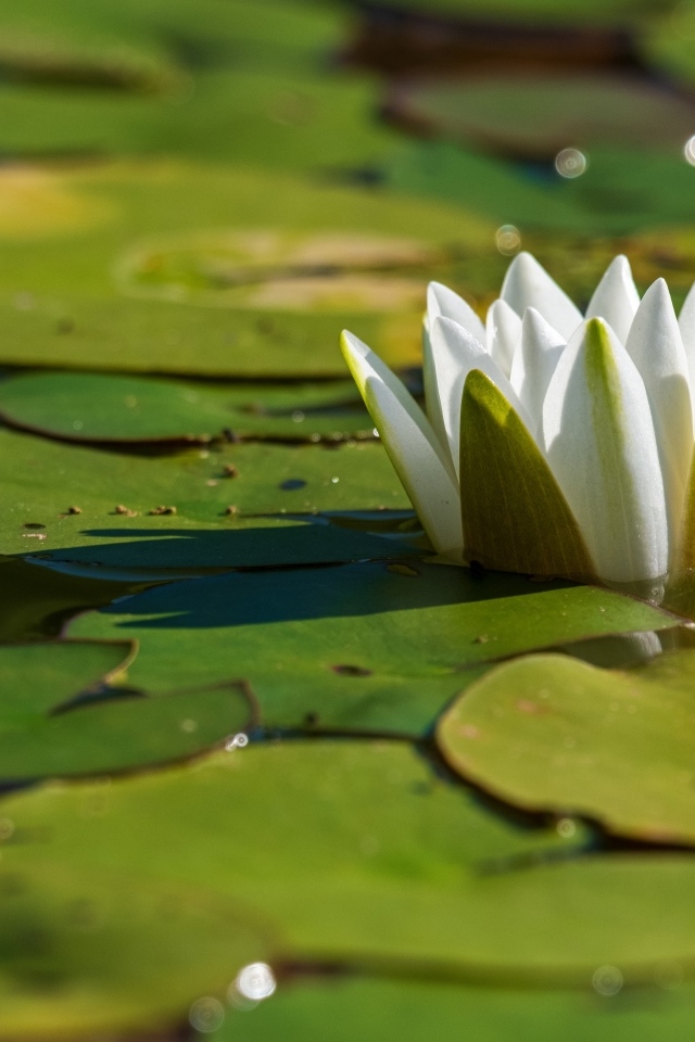 Белая водяная лилия распускается в пруду