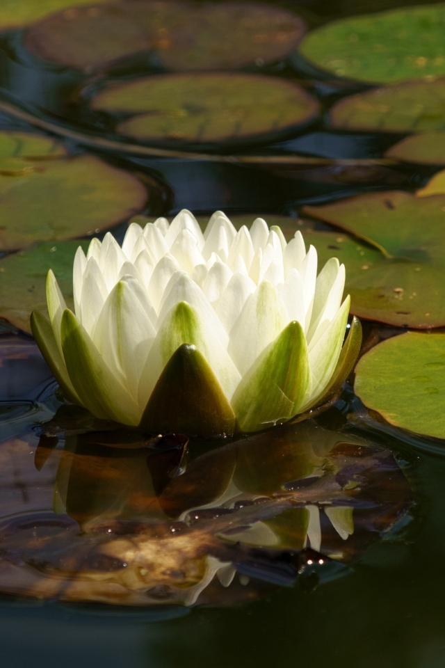 Белая водяная лилия плавает в зеленых листьях