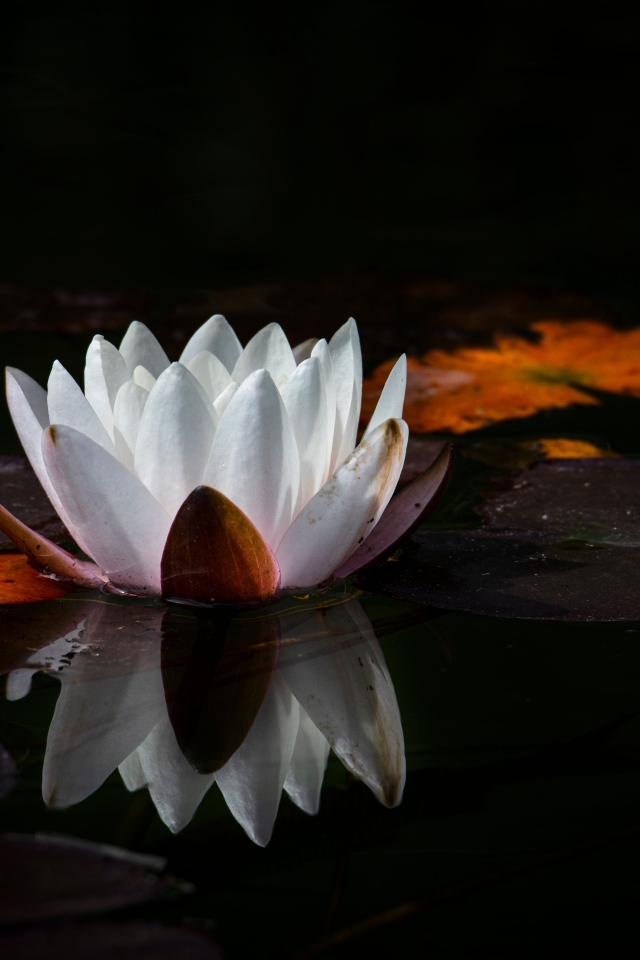 Белый цветок водяной лилии с большим зелеными листьями в пруду