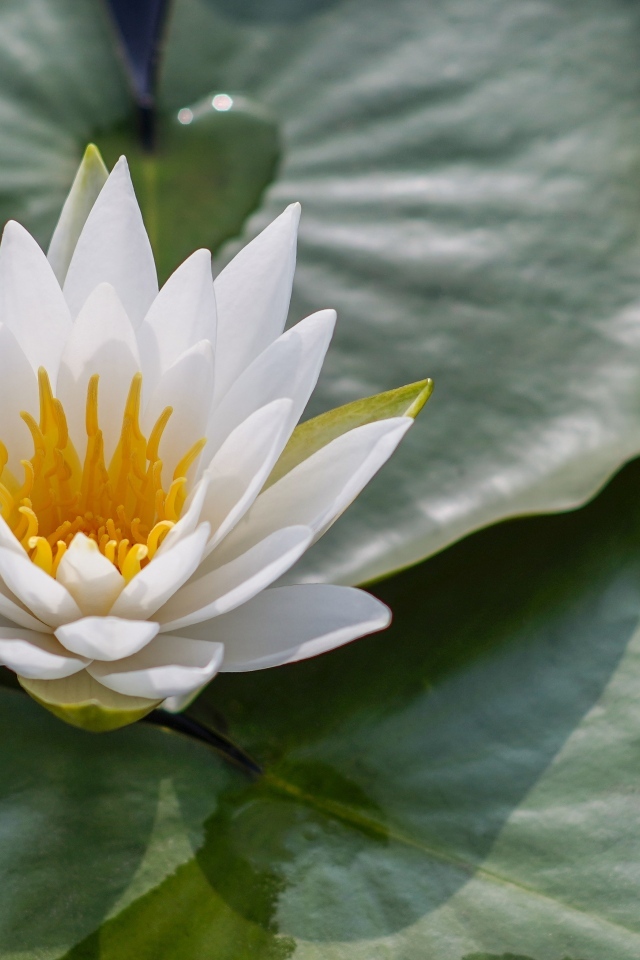 Белая кувшинка в зеленых листьях в воде