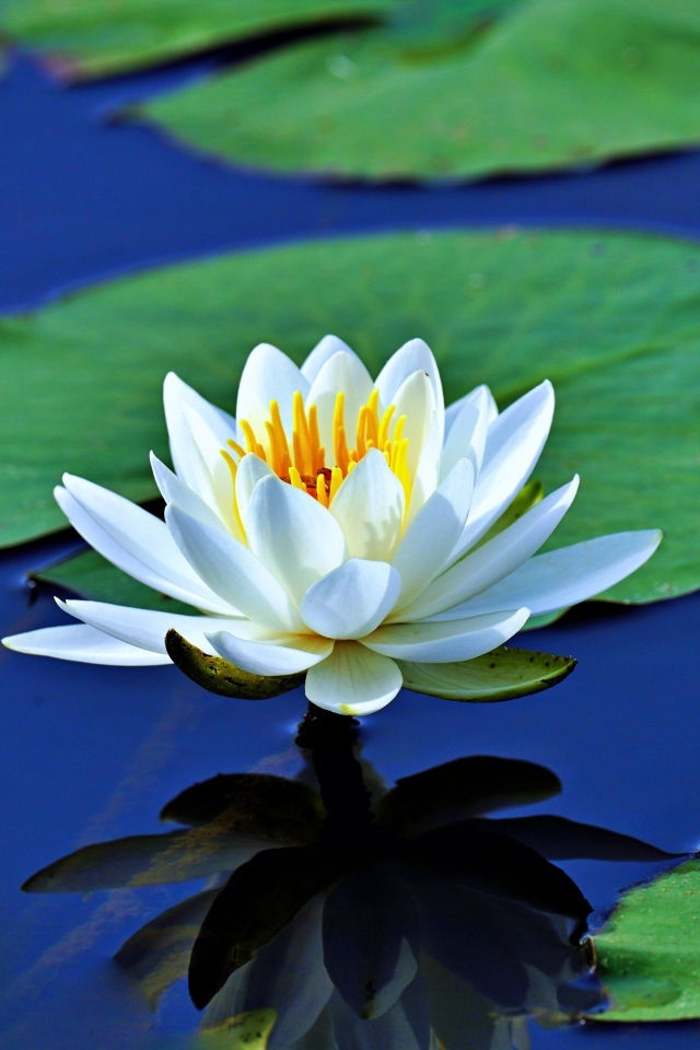 Белая водяная лилия с зелеными листьями растет в пруду