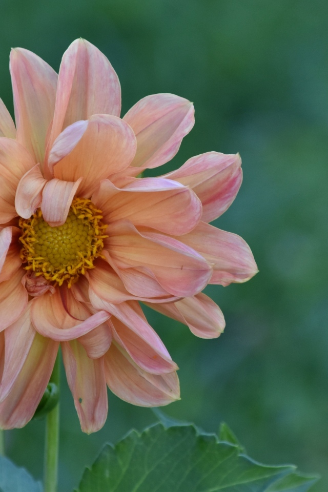 Увядшая розовая георгина на клумбе