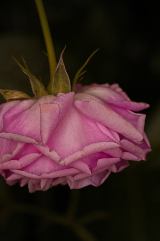 Увядшая розовая роза