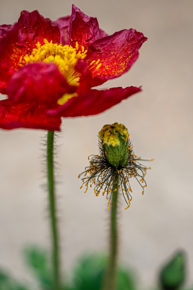 Увядшие лепестки красного мака