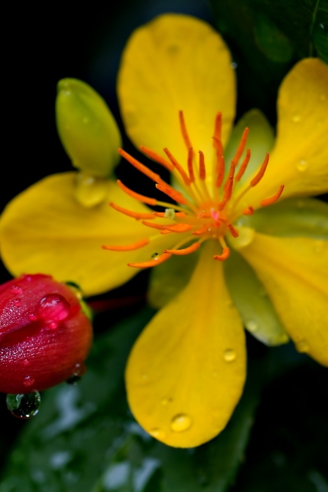 Желтый цветок зверобоя с бутоном крупным планом