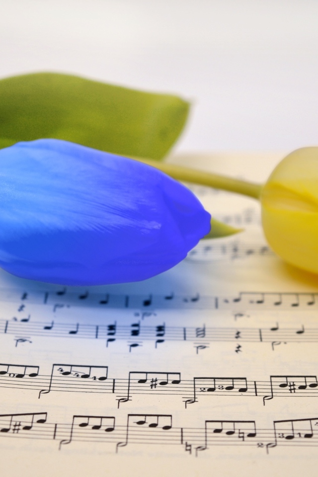 Желтый и синий тюльпан лежат на нотной тетради