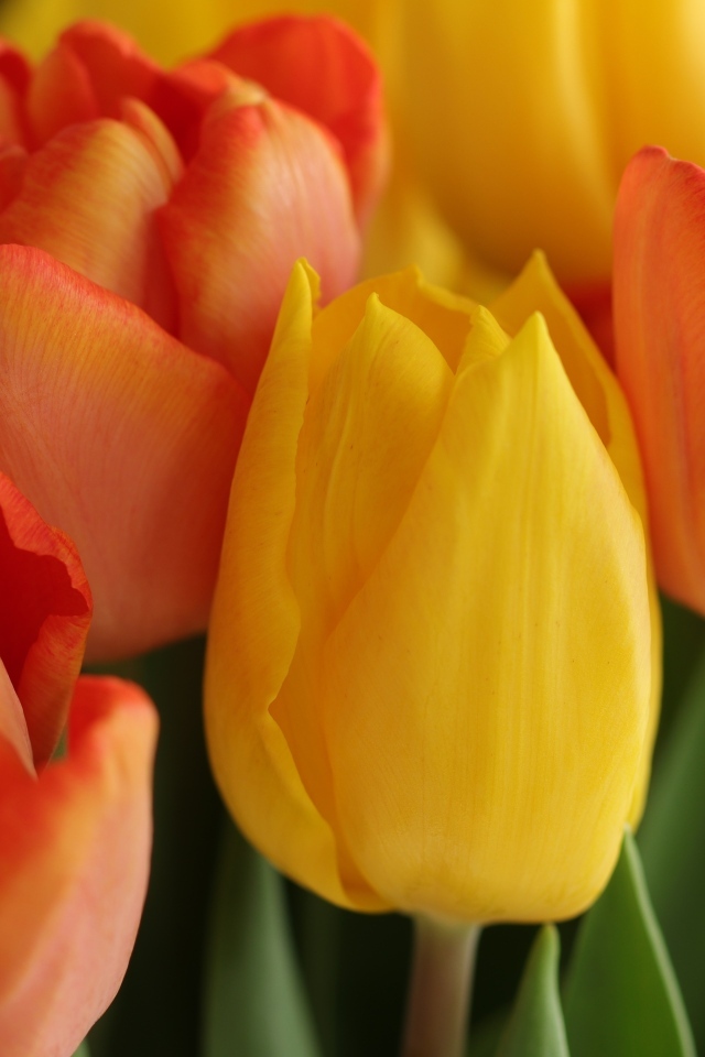 Желтые и оранжевые тюльпаны крупным планом