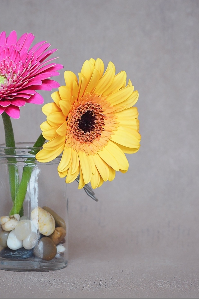 Желтый и розовый цветок герберы в банке