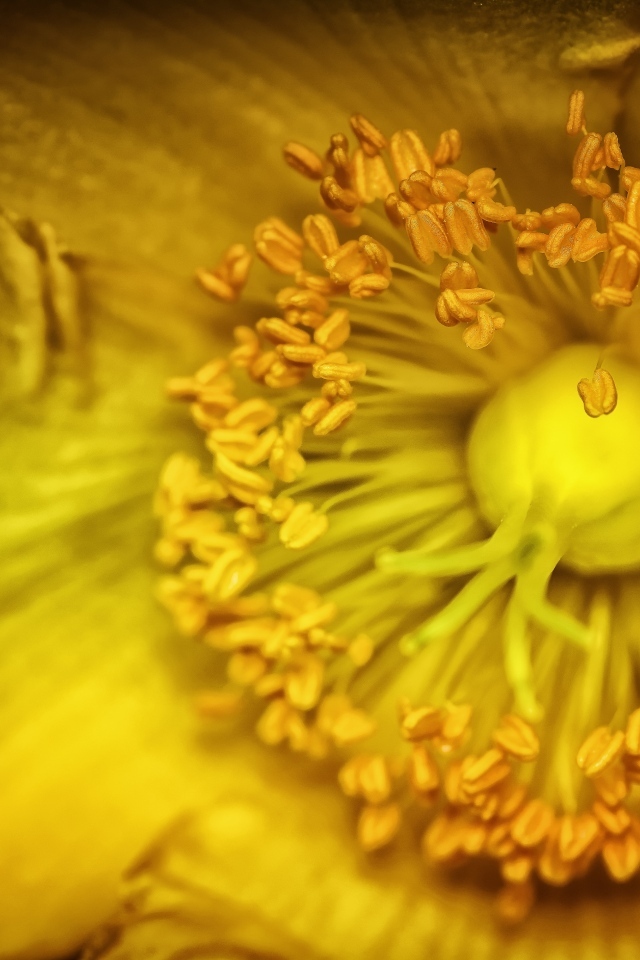 Желтый цветок анемоны крупным планом