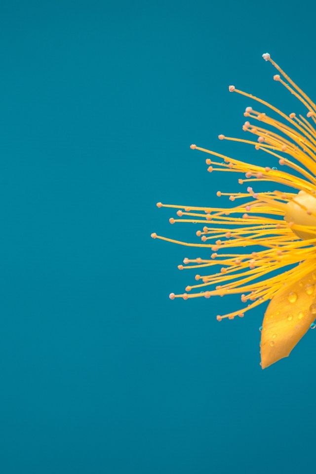 Желтый цветок чистотела на голубом фоне