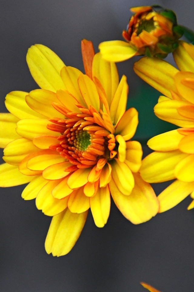 Желтые хризантемы с бутонами на сером фоне