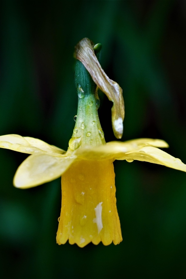 Желтый нарцисс в каплях росы