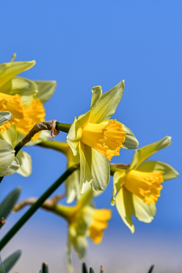 Желтые нарциссы на фоне голубого неба весной
