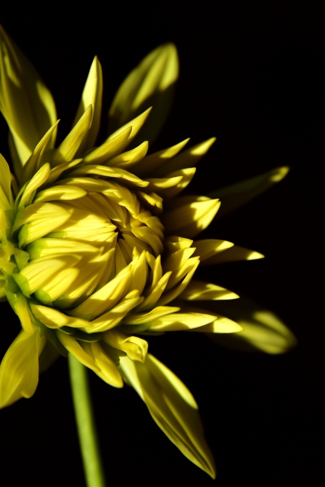 Желтый цветок георгина на черном фоне