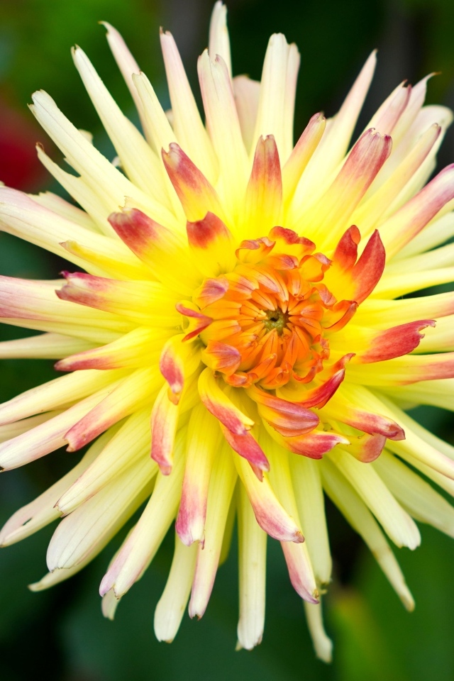 Цветок желтого георгина с острыми лепестками