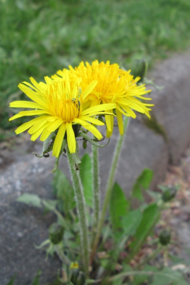 Желтые цветы одуванчика у дороги 